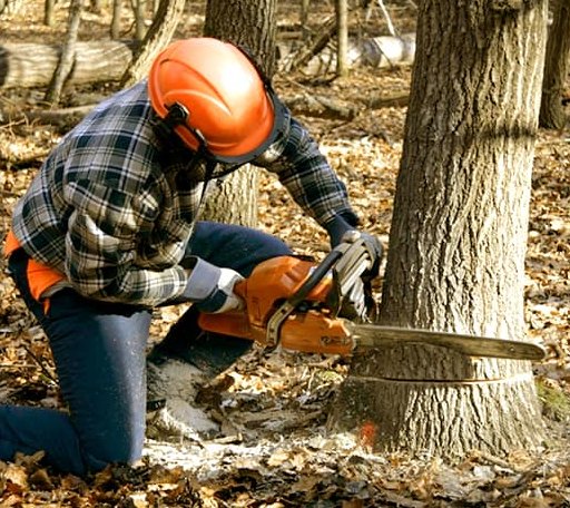 Tree Removal in Mission, SD